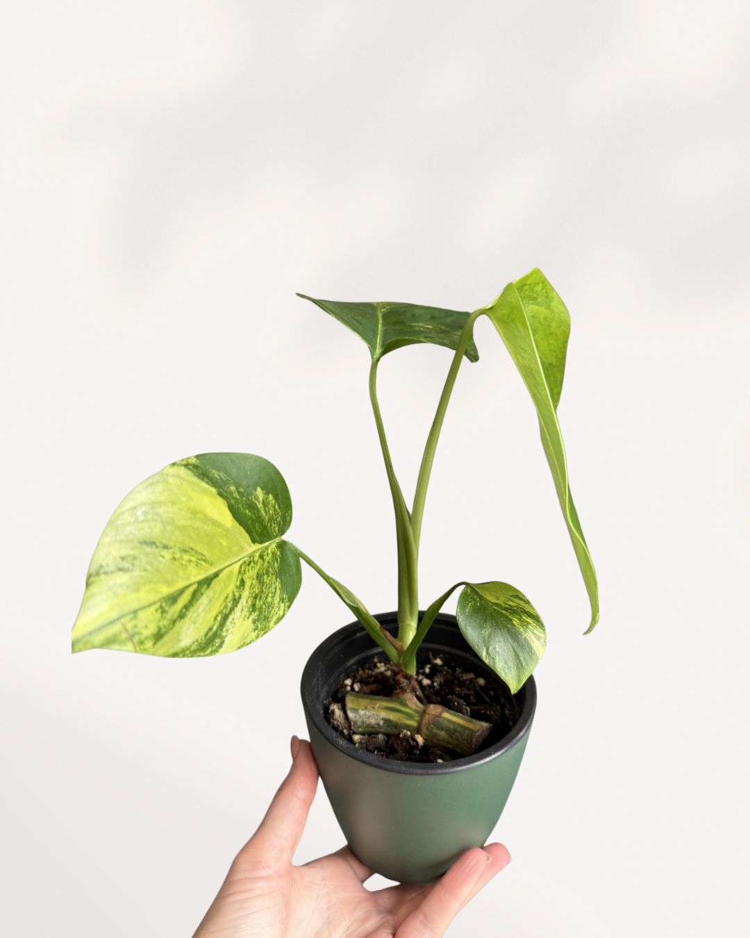 Front view of mature Monstera 'Yellow Marilyn' with yellow variegated fenestrated leaves