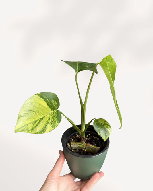 Front view of mature Monstera 'Yellow Marilyn' with yellow variegated fenestrated leaves