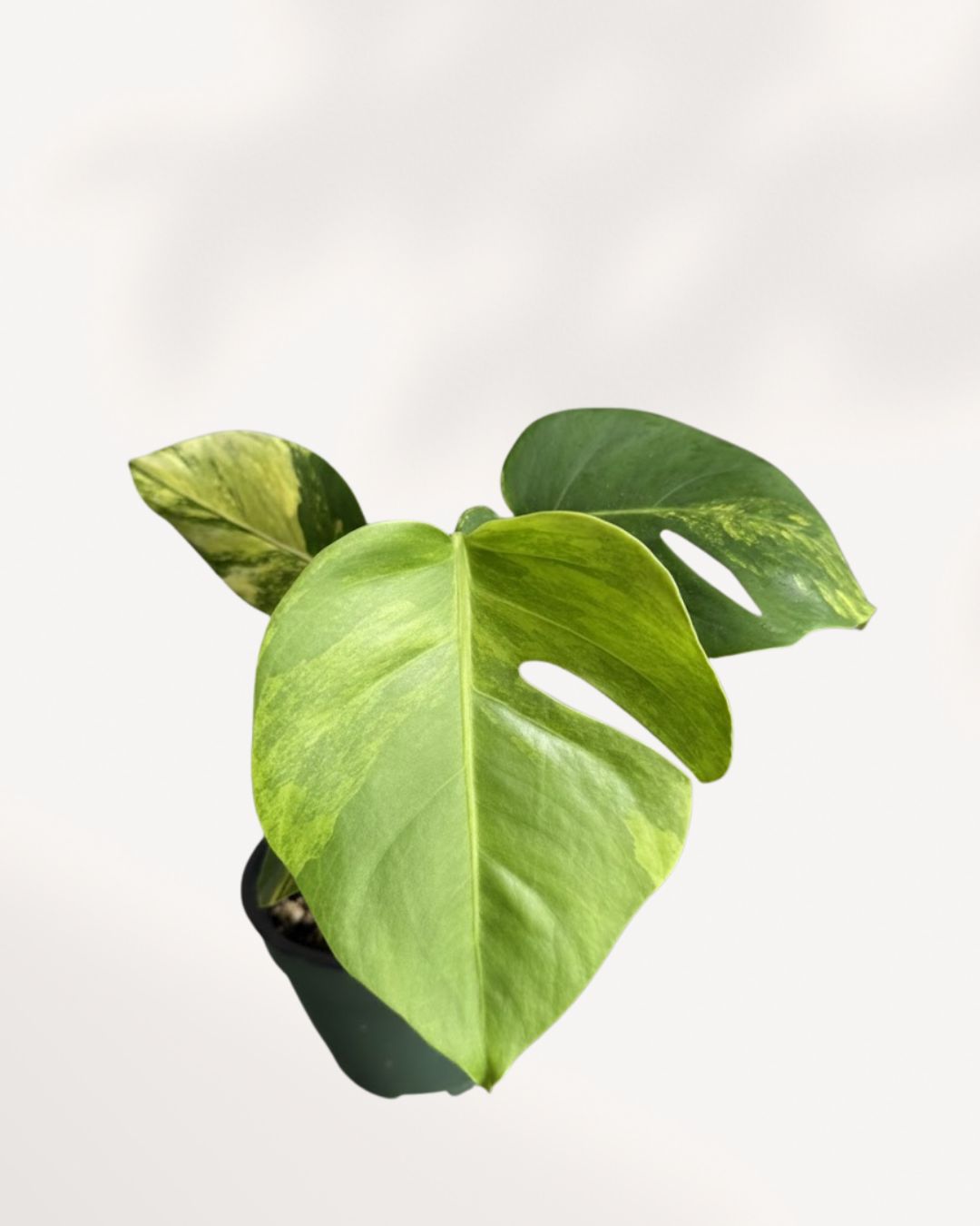 Close-up of Monstera 'Yellow Marilyn' leaf showing yellow and green variegation