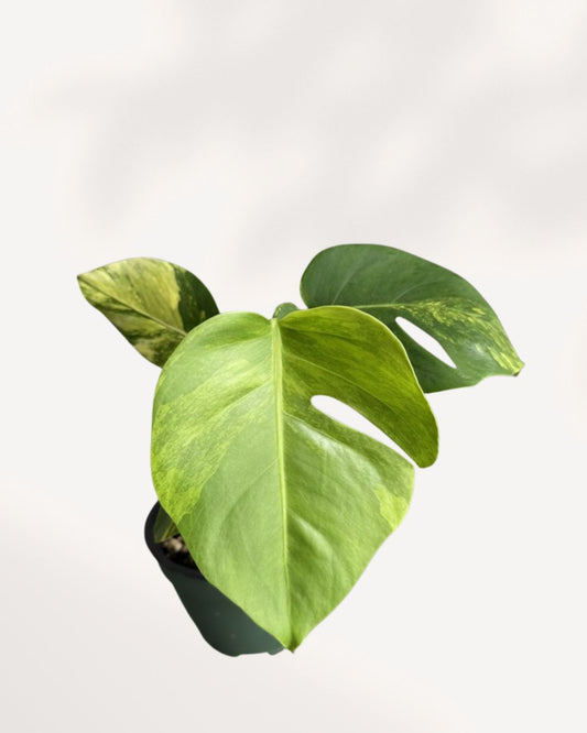 Front view of mature Monstera 'Yellow Marilyn' with yellow variegated fenestrated leaves