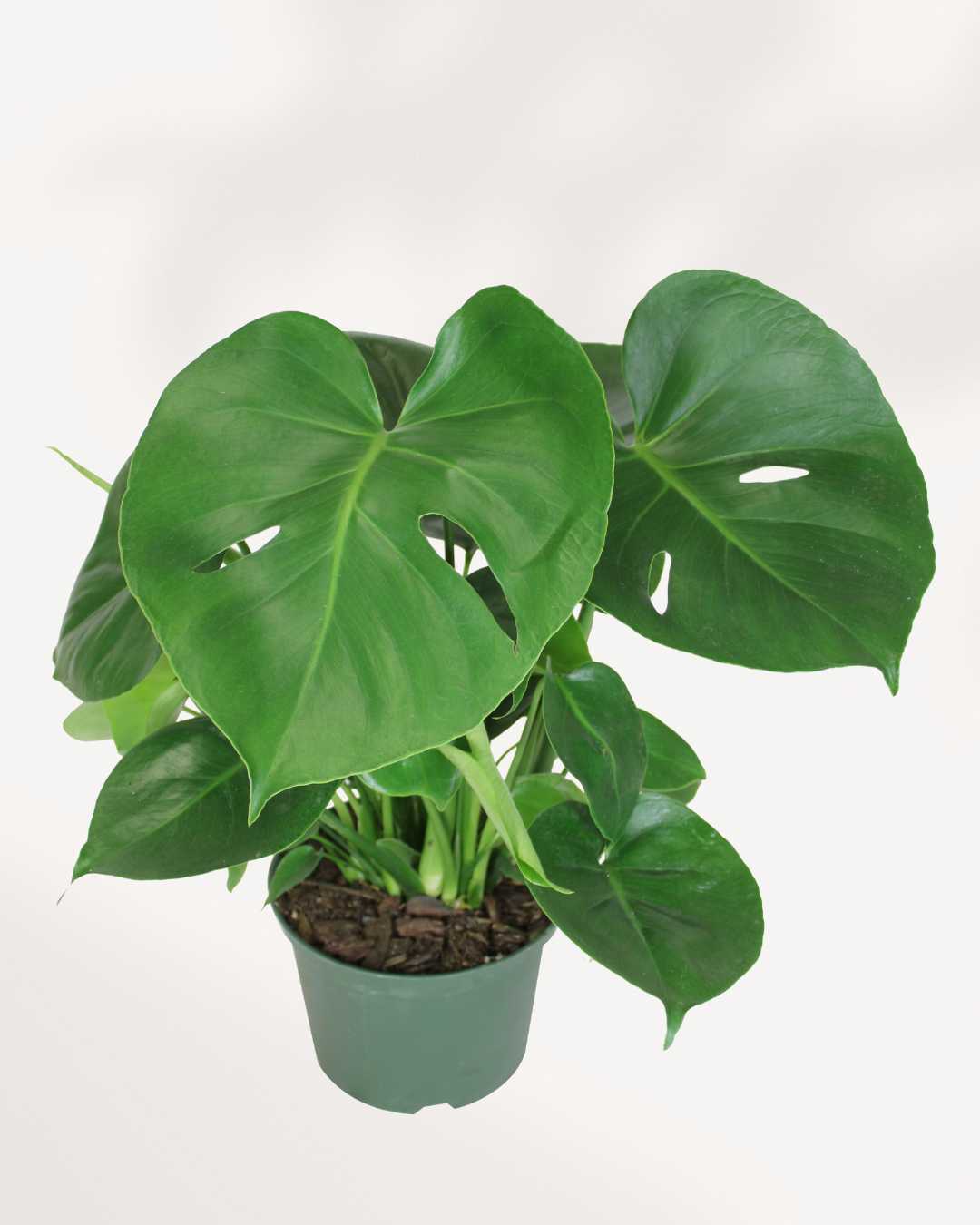 Monstera Deliciosa - Swiss Cheese Plant Deliciosa 5" Pot - Medium