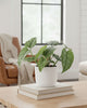 Monstera Siltepecana in a decorative pot in a living room