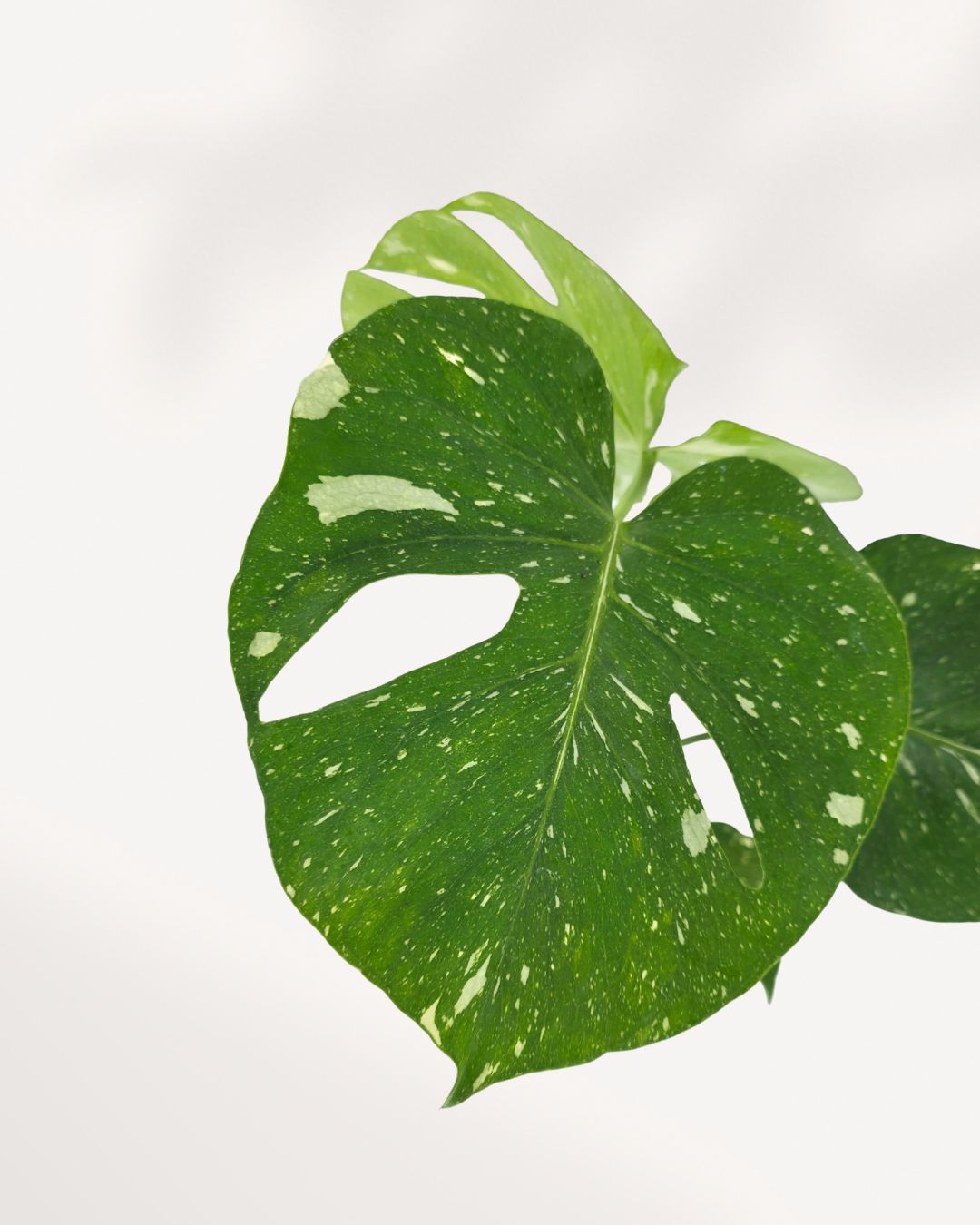 Close-up of Monstera Thai Constellation's fenestrated variegated leaf