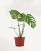 Monstera Thai Constellation in a 6 inch pot, medium size
