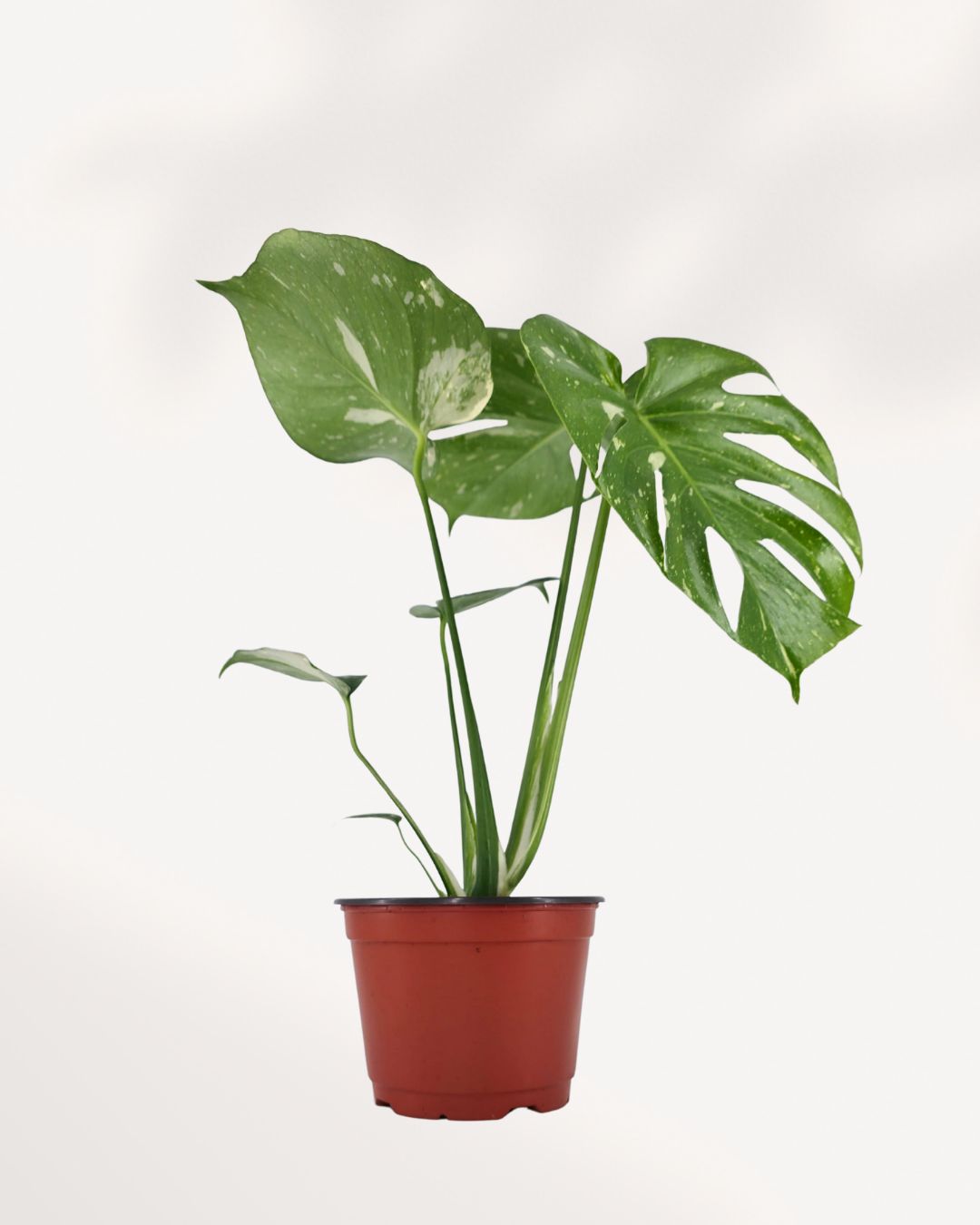 Monstera Thai Constellation in a 6 inch pot, medium size