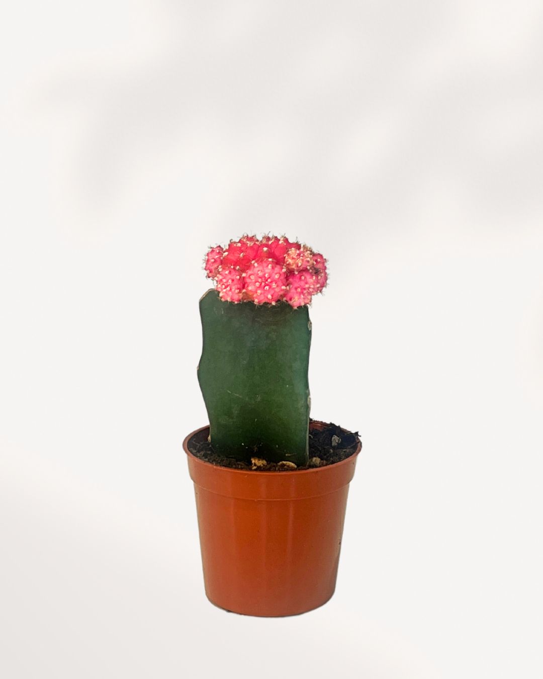Moon Cactus 2.5" Pot - XSmall Pink
