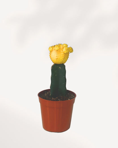 Moon Cactus 2.5" Pot - XSmall Yellow