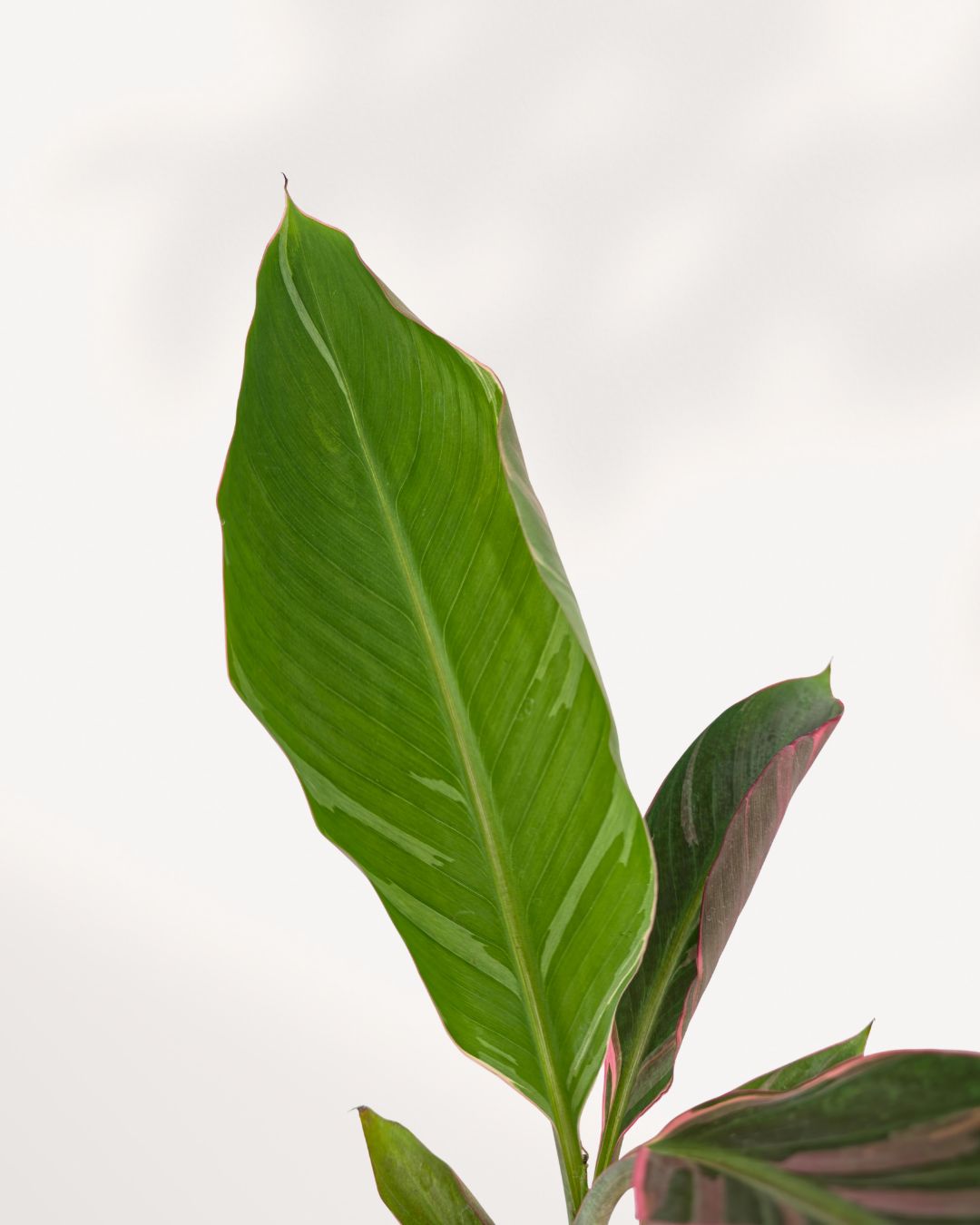 Detailed close up of Musa Variegated Pink leaf displaying unique pink, cream, and green variegation, collector's tropical houseplant delivered throughout GTA Toronto and Canada.