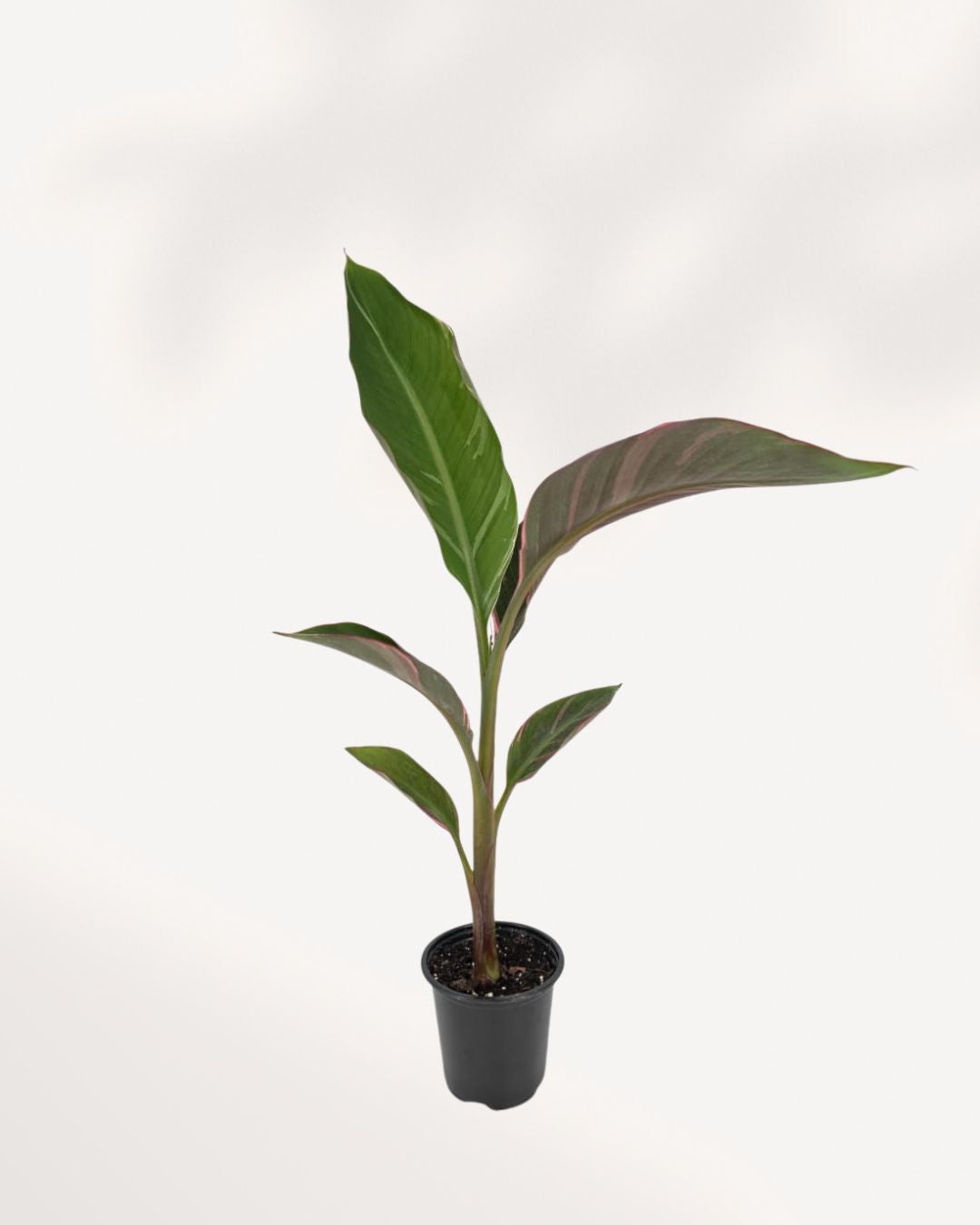 Front top view of Musa Variegated Pink showcasing striking variegated leaves and healthy upright growth, perfect statement houseplant for modern home decor with Canada wide delivery.