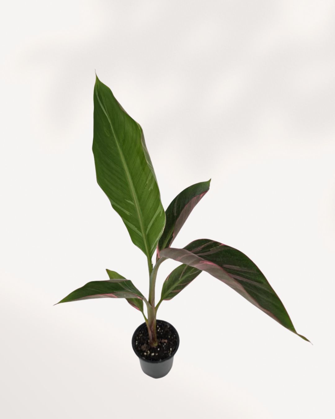 Top View of Musa Variegated Pink highlighting beautiful pink variegation and lush tropical foliage, rare indoor banana plant available for Richmond Hill pickup or delivery across Canada.