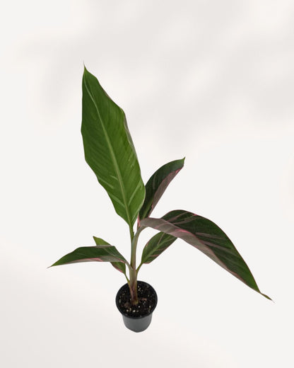 Top View of Musa Variegated Pink highlighting beautiful pink variegation and lush tropical foliage, rare indoor banana plant available for Richmond Hill pickup or delivery across Canada.