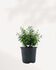 Myrtle Topiary Starter Bush – Compact evergreen, fragrant, pet-friendly, perfect for home or garden décor.