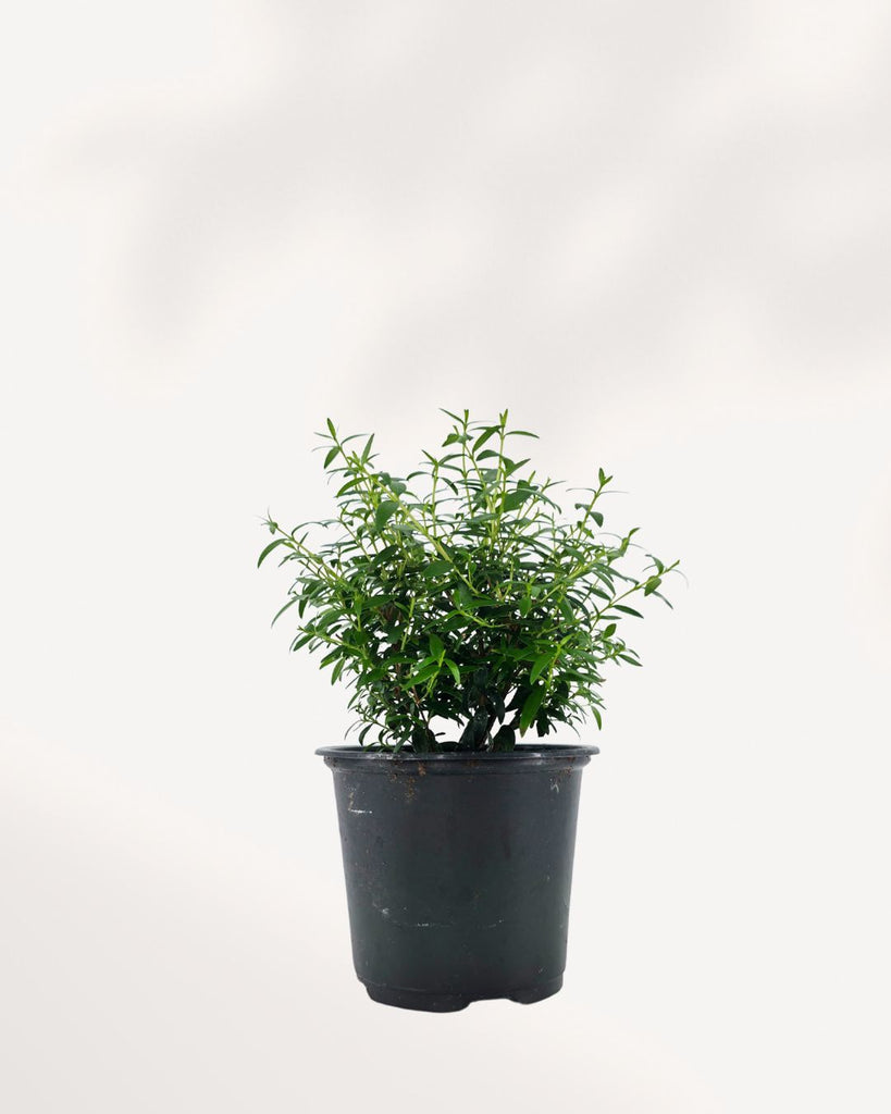 Myrtle Topiary Starter Bush – Compact evergreen, fragrant, pet-friendly, perfect for home or garden décor.