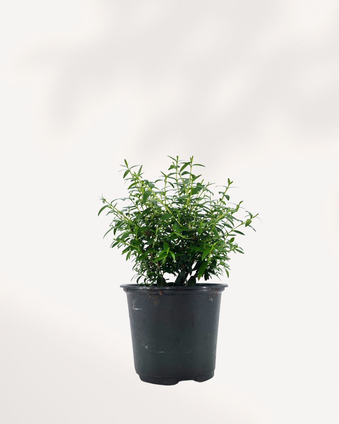 Myrtle Topiary Starter Bush – Compact evergreen, fragrant, pet-friendly, perfect for home or garden décor.