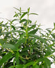 Myrtle Topiary Starter Bush. Stylish indoor, outdoor evergreen, fragrant foliage, pet-safe, ideal for décor or gifting