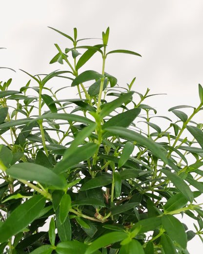 Myrtle Topiary Starter Bush. Stylish indoor, outdoor evergreen, fragrant foliage, pet-safe, ideal for décor or gifting