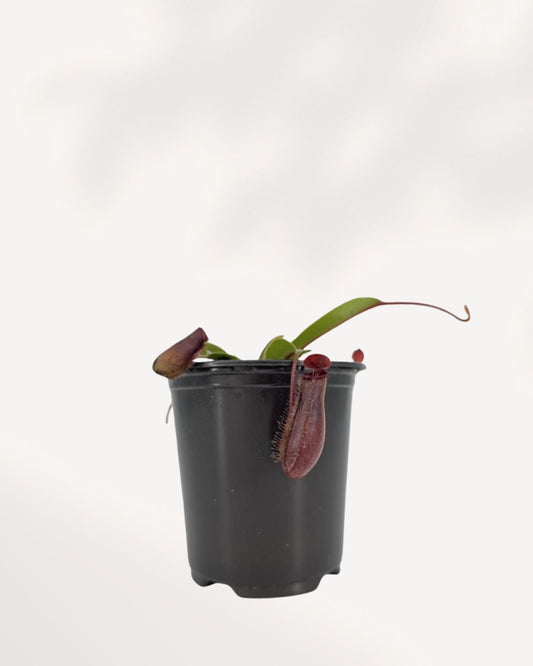 Nepenthes Diana Pitcher Plant