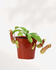 Nepenthes Pitcher Plant 3.5" Pot - XSmall