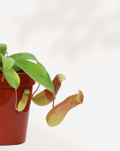 Nepenthes Pitcher Plant