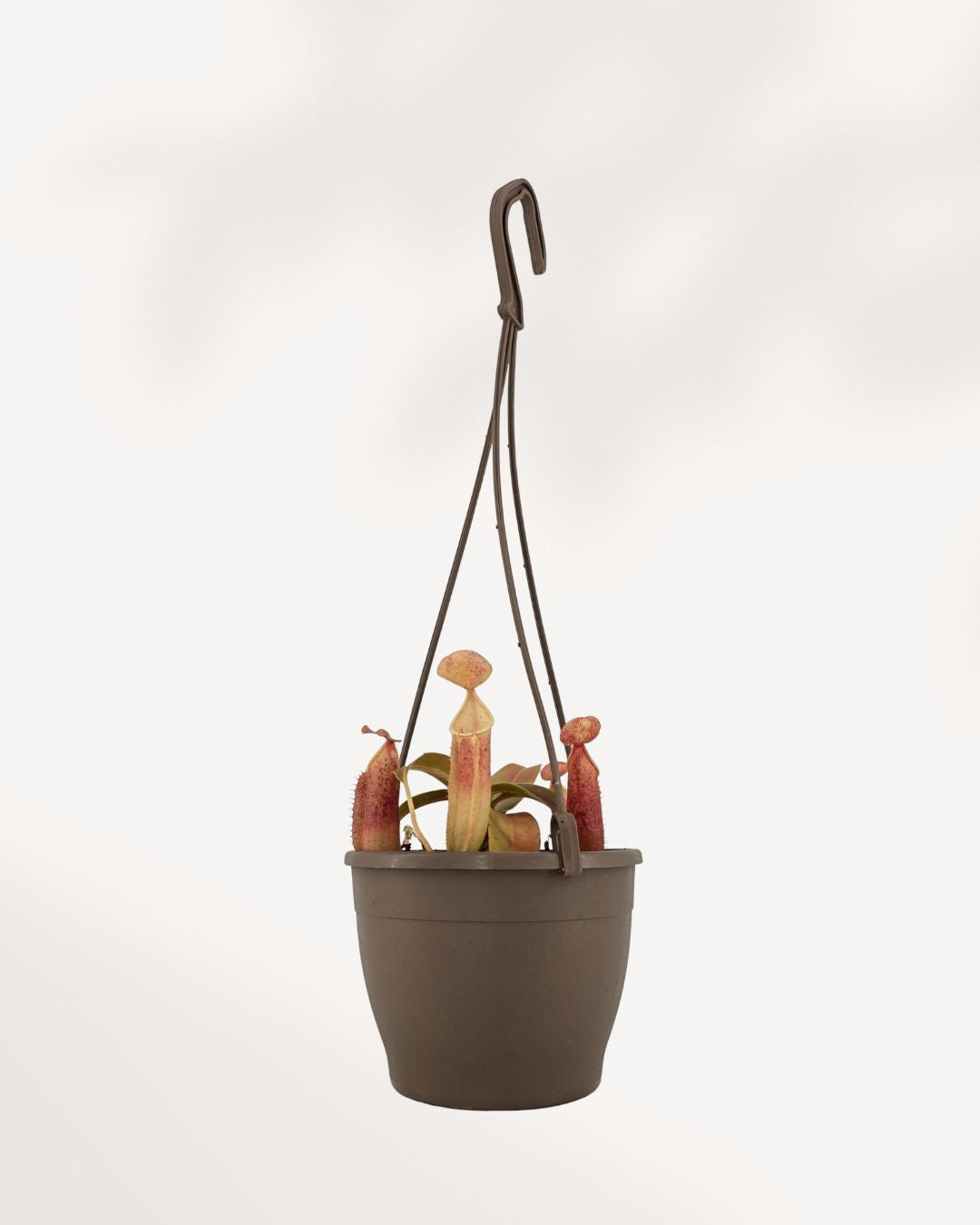 Nepenthes Sanguinea Pitcher Plant in 4" hanging basket front view buy online Canada.
