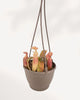 Nepenthes Sanguinea hanging plant side angle with lush green leaves and red pitchers.