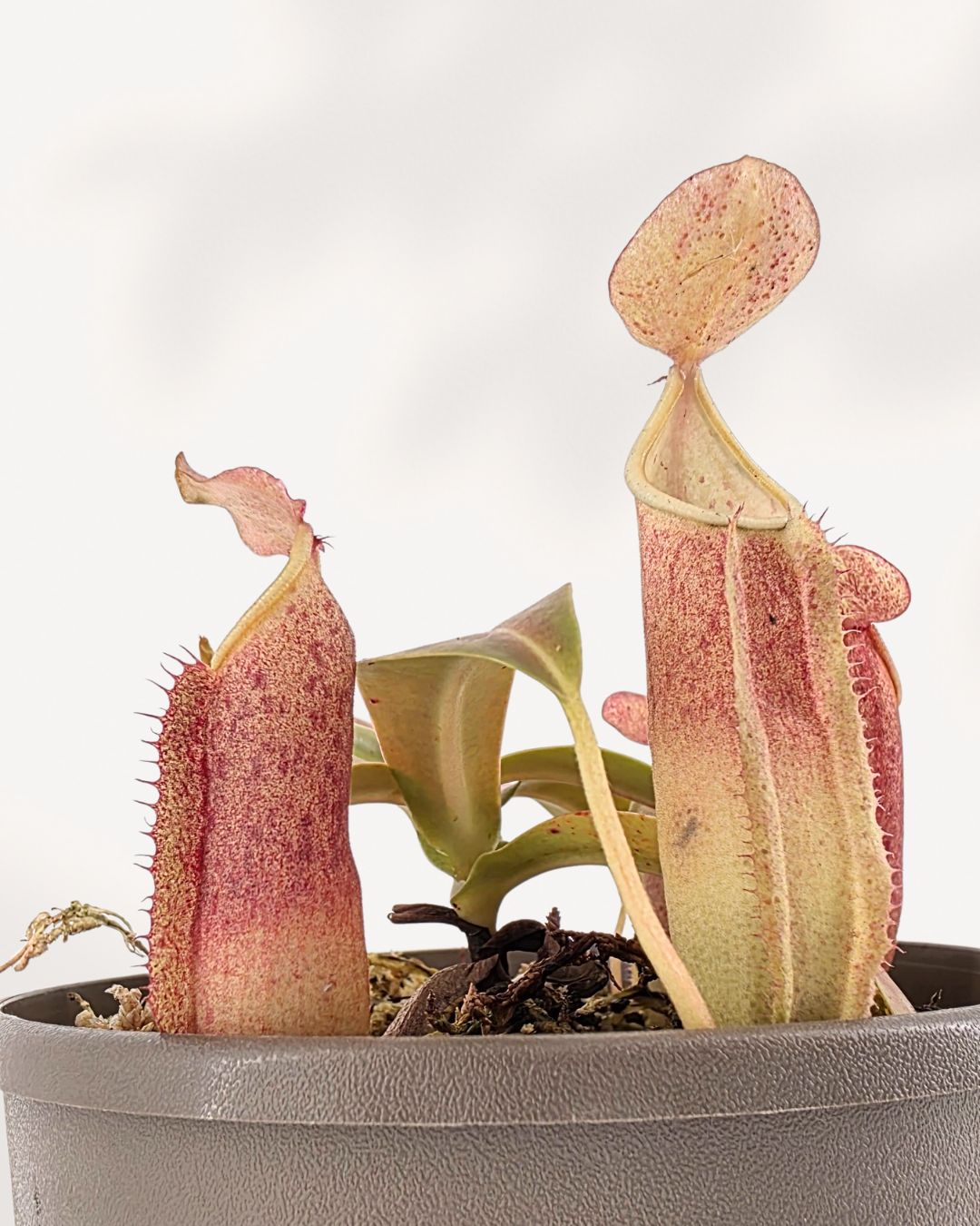 Closeup of Nepenthes Sanguinea hanging plant side angle with lush green leaves and red pitchers.