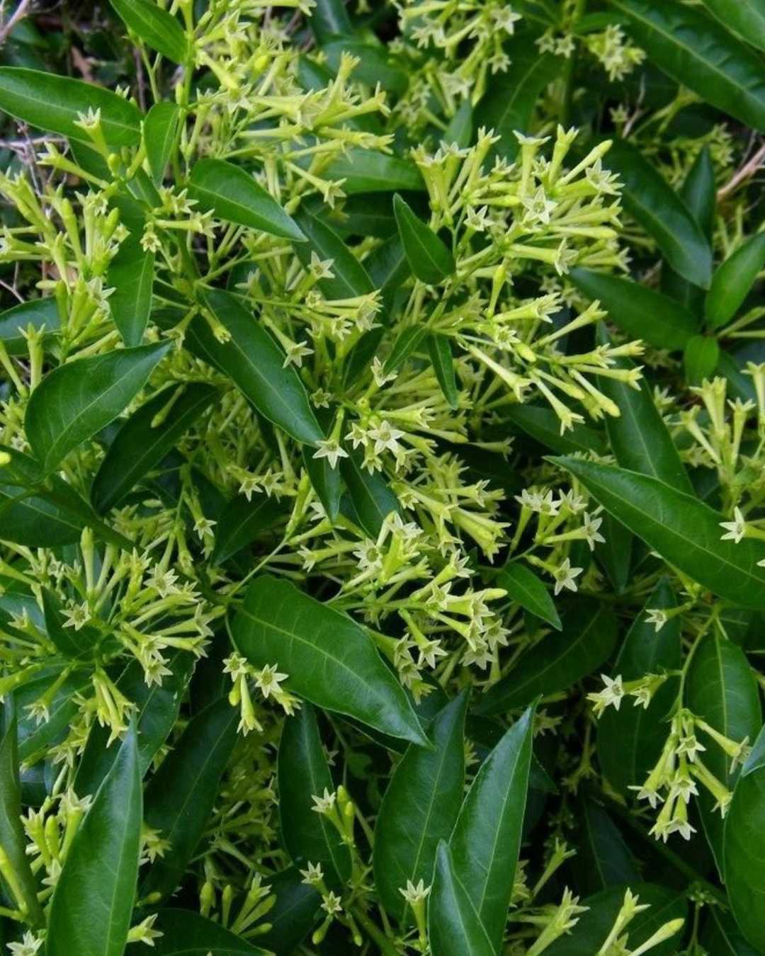 Night Blooming Jasmine