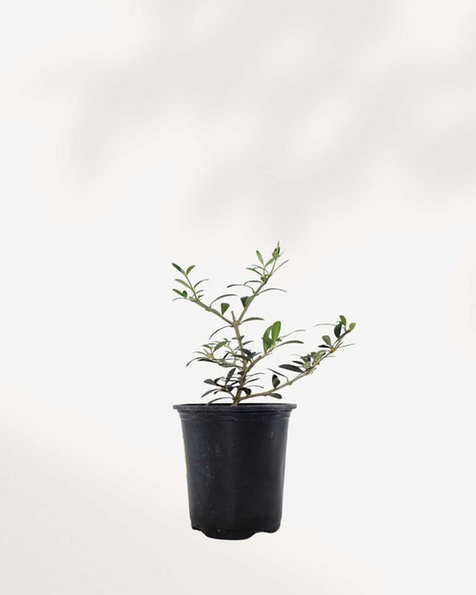 Olive Bonsai | Buy Online Pro Tip and Care Guide - Delivery from Toronto across Canada - Mygreenscape