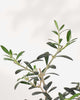 Olive Bonsai | Buy Online Pro Tip and Care Guide - Delivery from Toronto across Canada - Mygreenscape