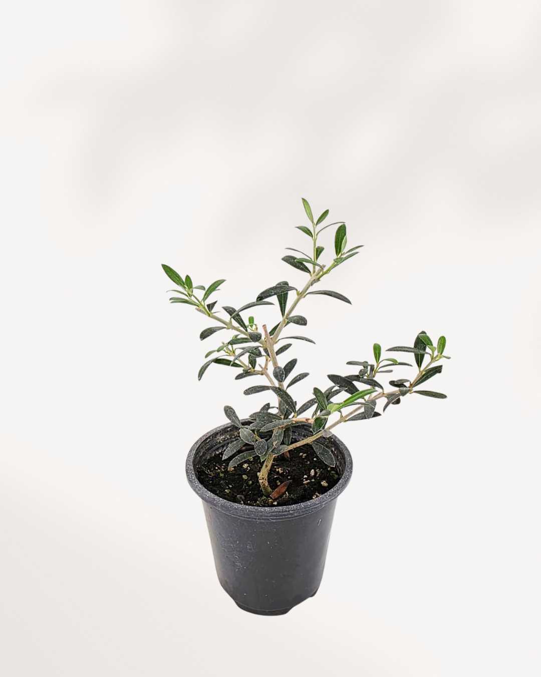 Olive Bonsai | Buy Online Pro Tip and Care Guide - Delivery from Toronto across Canada - Mygreenscape