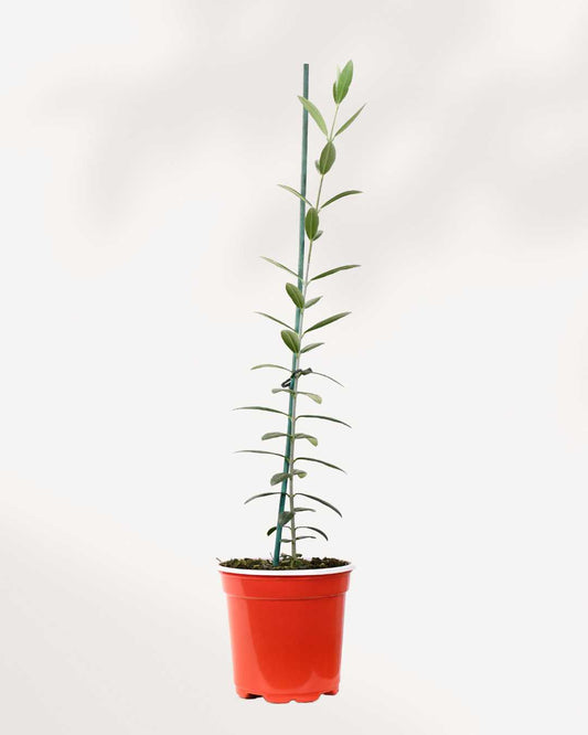 Olive Tree (Olea Europaea) 4" Pot - Small