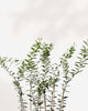 Olive Tree (Olea Europaea)