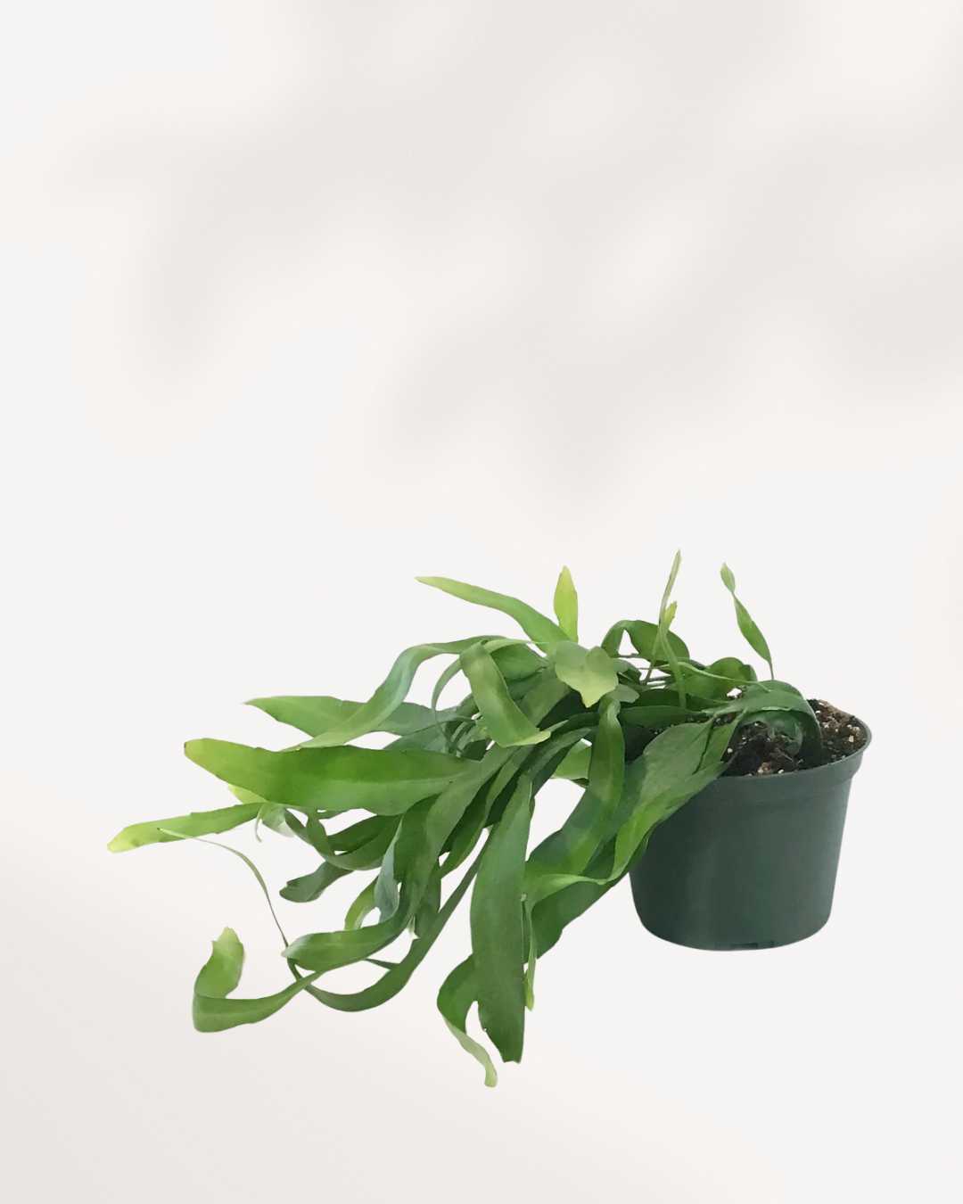 Orchid Cactus 5" Pot - Medium