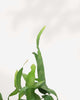 Orchid Cactus