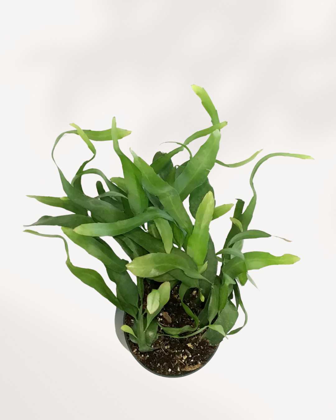 Orchid Cactus
