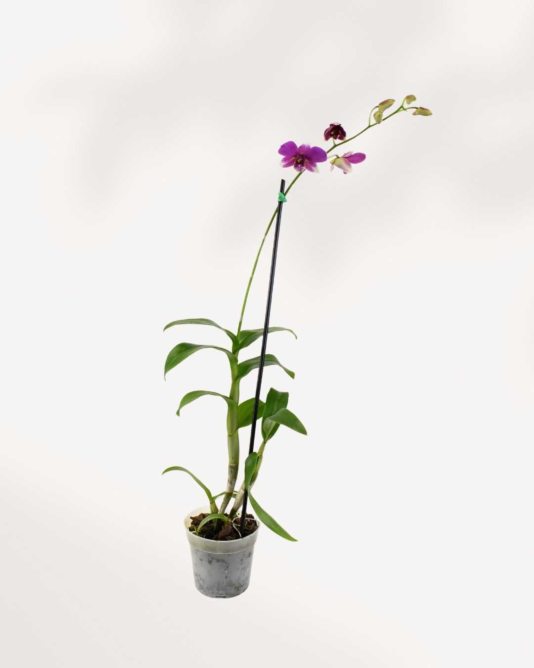 Orchid Dendrobium 4" Pot - Small