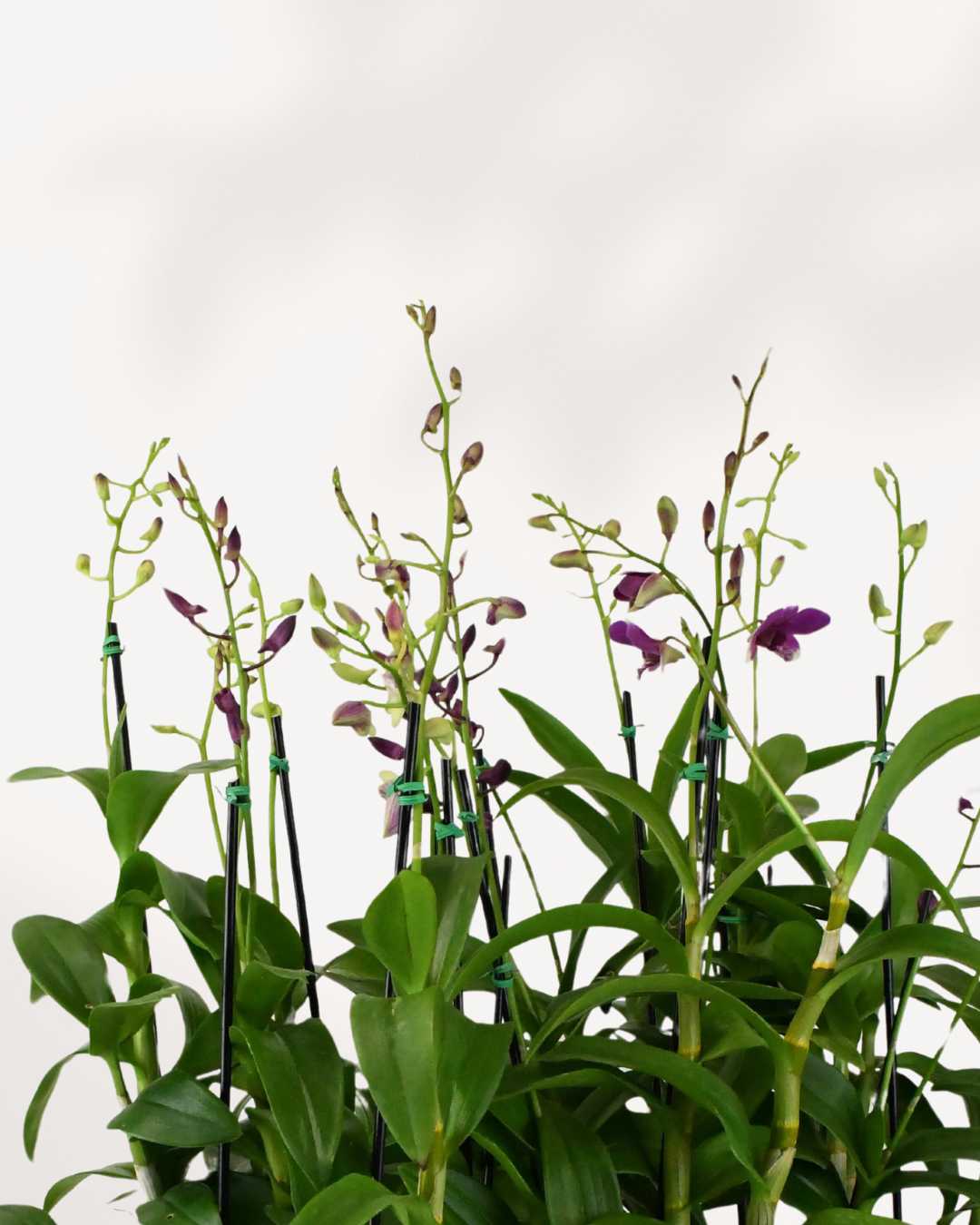 Orchid Dendrobium