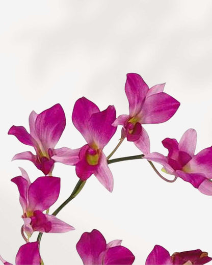 Orchid Dendrobium