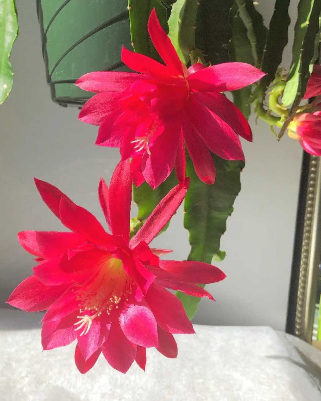 Orchid Cactus