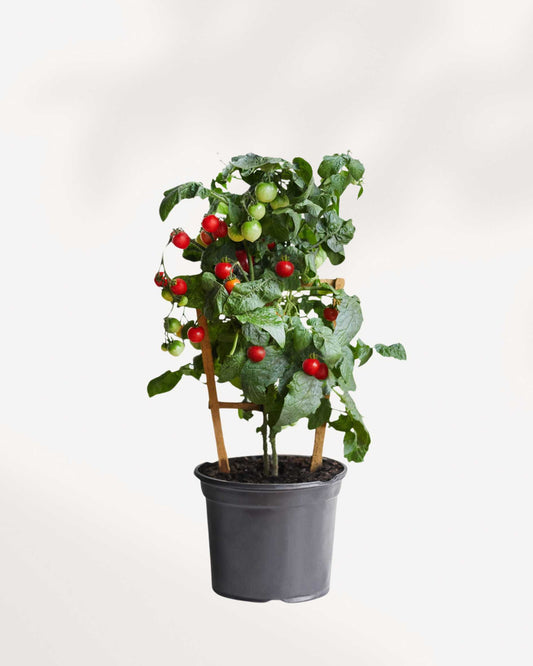 Cherry Tomato 5" Pot - Medium