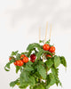 Cherry Tomato