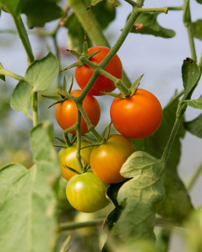 Cherry Tomato
