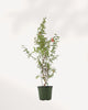 Ornamental Pomegranate | Buy Online Pro Tip and Care Guide - Delivery from Toronto across Canada - Mygreenscape