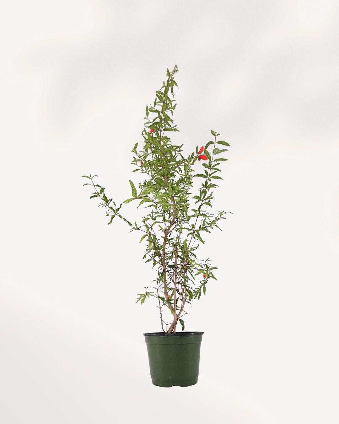 Ornamental Pomegranate | Buy Online Pro Tip and Care Guide - Delivery from Toronto across Canada - Mygreenscape