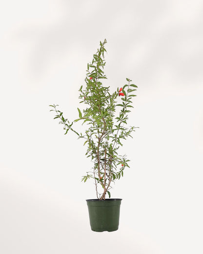 Ornamental Pomegranate | Buy Online Pro Tip and Care Guide - Delivery from Toronto across Canada - Mygreenscape