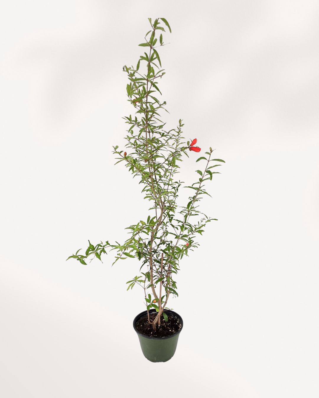 Ornamental Pomegranate | Buy Online Pro Tip and Care Guide - Delivery from Toronto across Canada - Mygreenscape