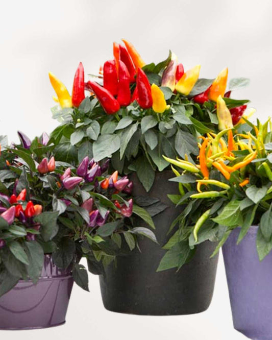 Ornamental Pepper