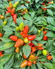 Ornamental Pepper 6” Pot - Basket of Fire