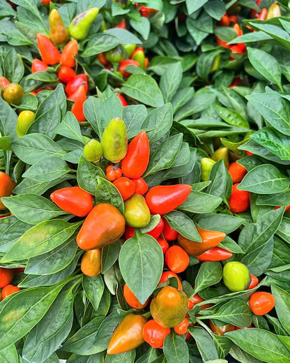 Ornamental Pepper 6” Pot - Basket of Fire