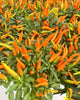 Ornamental Pepper 6” Pot - Chilly Chili